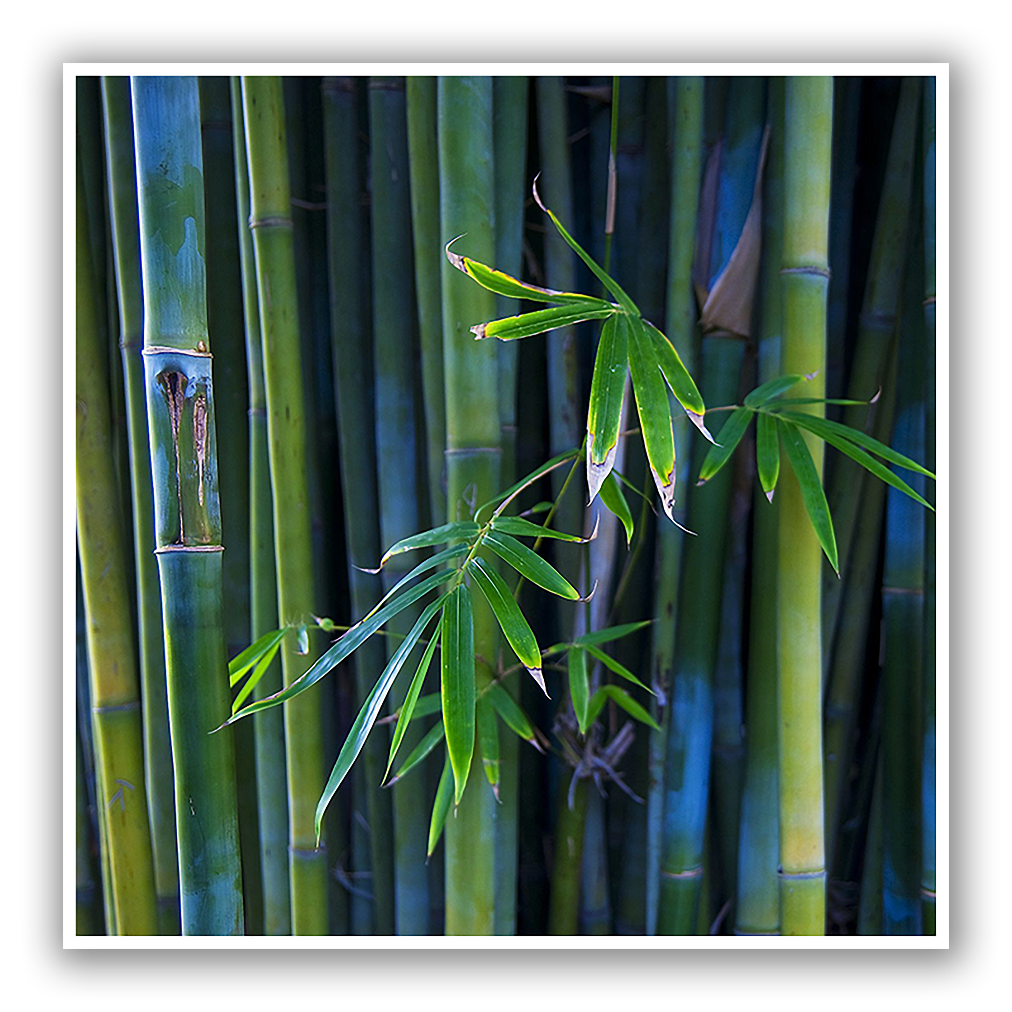 Bamboo