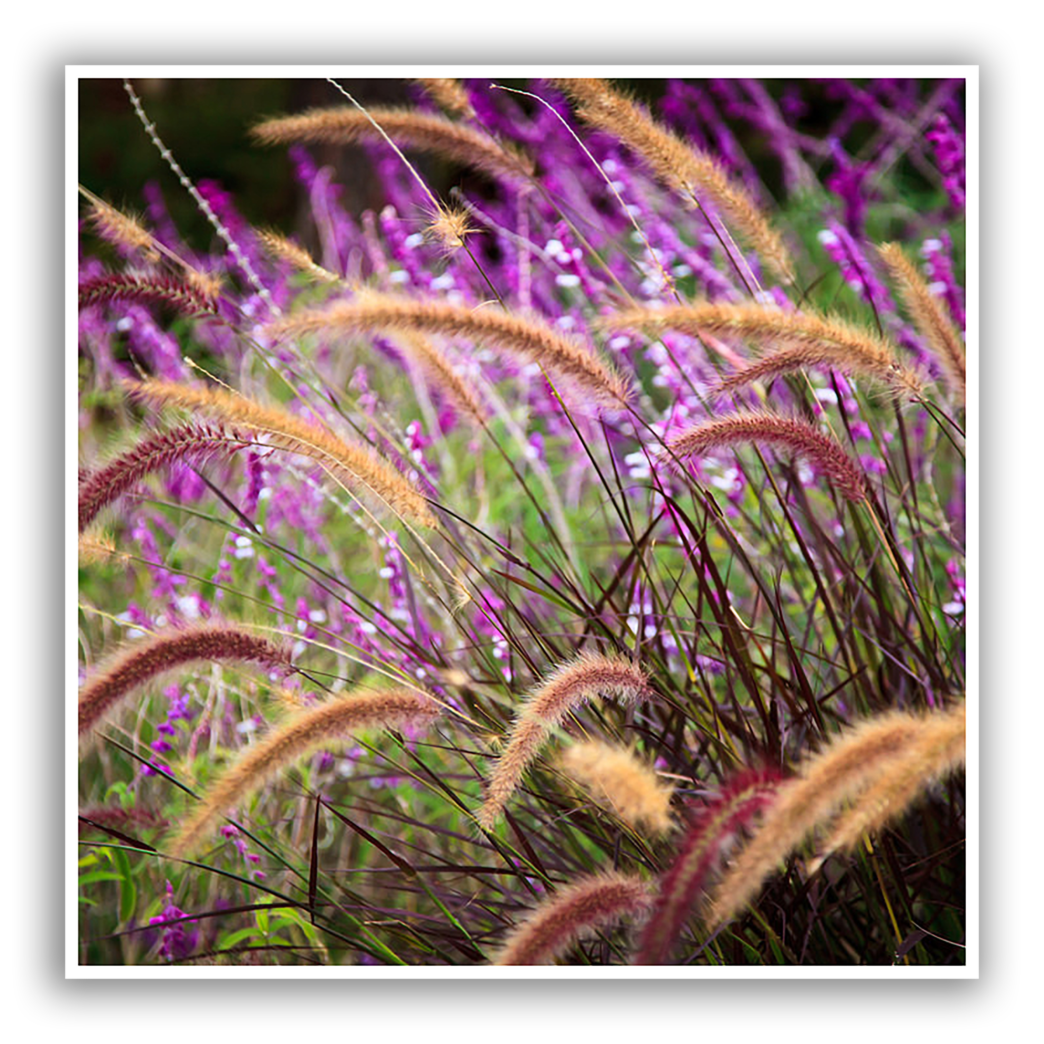 Ornamental grasses